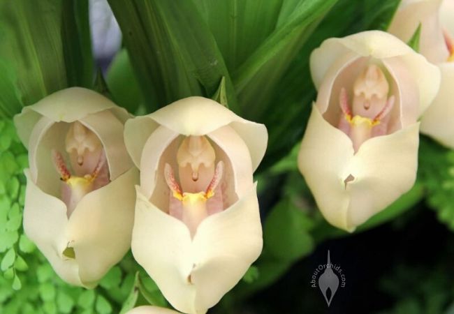 orquídea bebê no berço plantar
