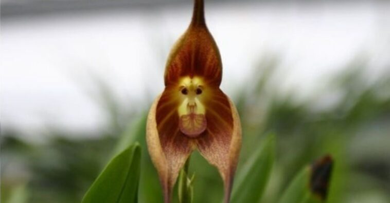 orquídea dracula