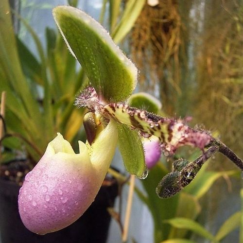 variação de orquídea sapatinho lilás