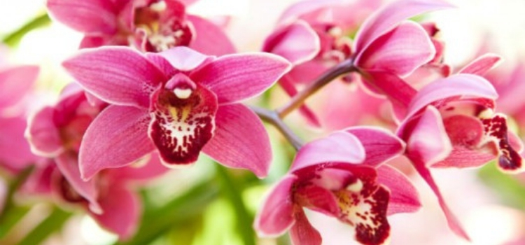 orquídeas que não precisam de sol