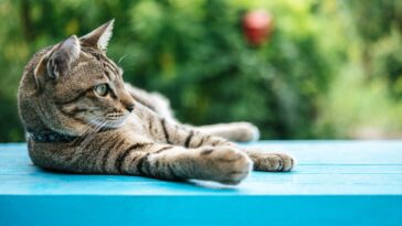 os gatos fazem quando estão sozinhos