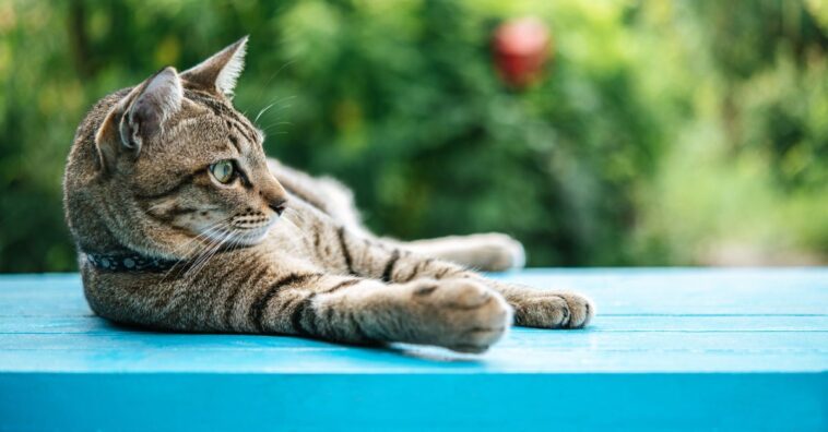 os gatos fazem quando estão sozinhos