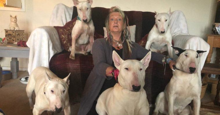 ou eu ou os cachorros