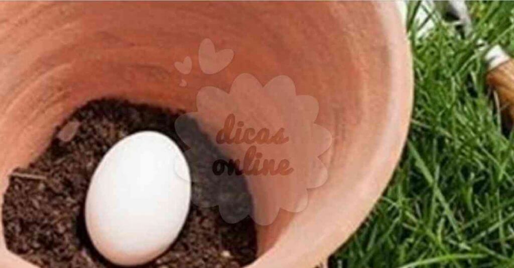 ovos-planta
