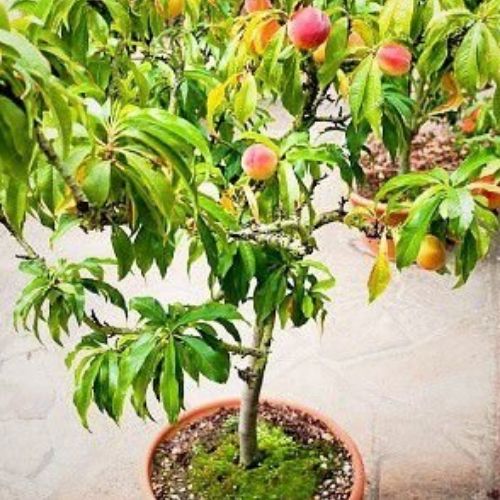árvores frutíferas em vaso pêssego 