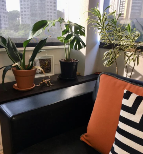 decoração pacová em composição na janela