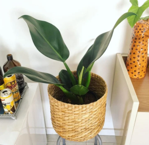 decoração com pacová em vaso de vime