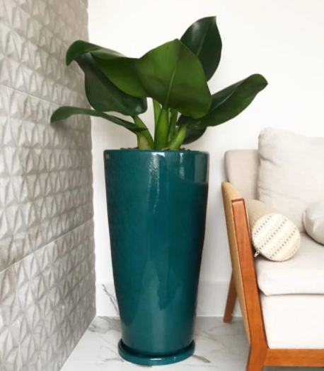 pacová em vaso alto