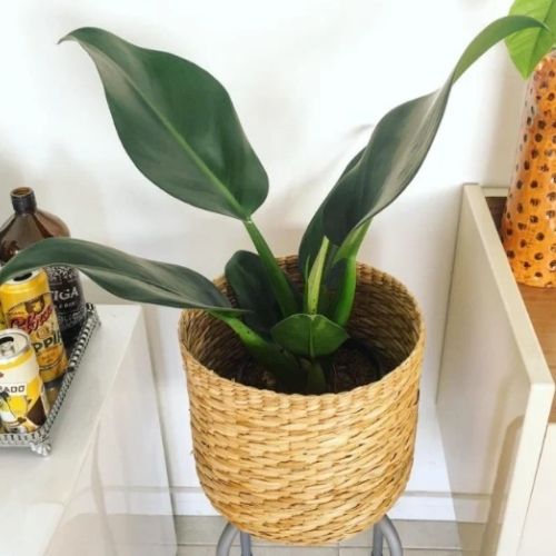 plantas resistentes ar condicionado pacová