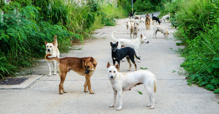 pagar multas com doação para abrigos