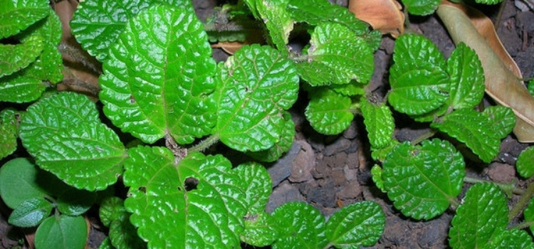 plantas que atraem dinheiro callisia e pilea