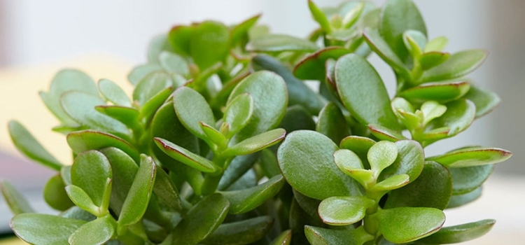 tipos de plantas que atraem dinheiro crassula