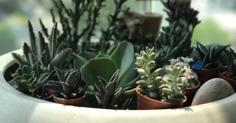 plantas que gostam de sol