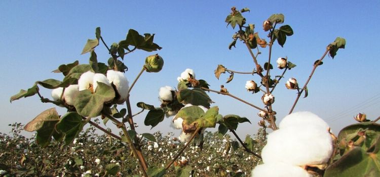 para que serve a folha de algodão na saúde