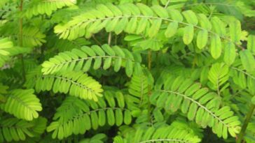 chá de quebra-pedra