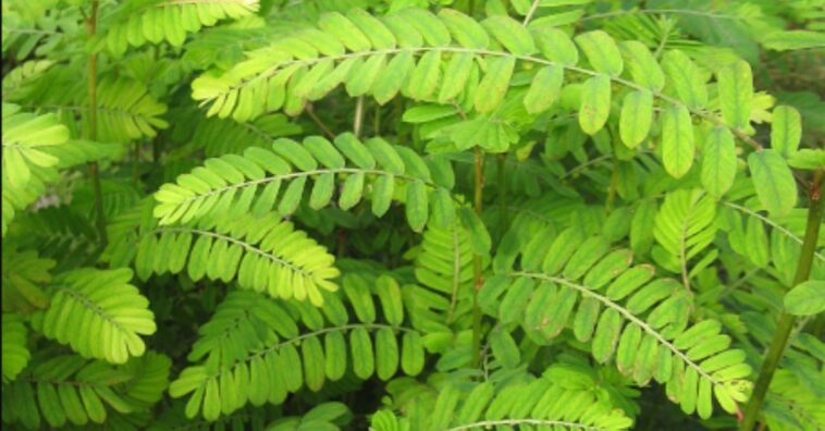 chá de quebra-pedra