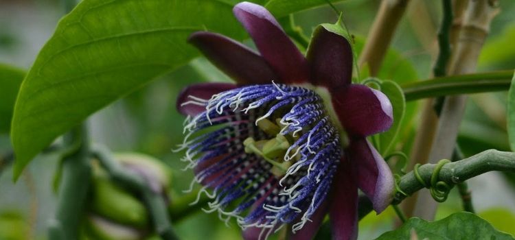 plantas que curam passiflora
