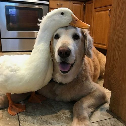 pato e cachorro são amigos