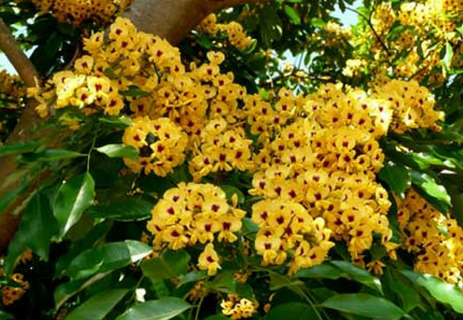 flor brasileira pau brasil