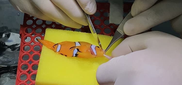 Peixe passa por cirurgia