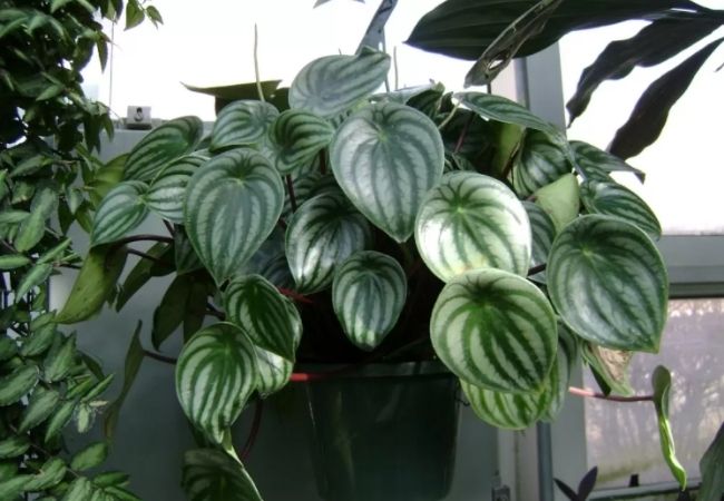 peperômia como cuidar