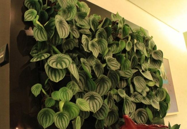 solo para peperômia