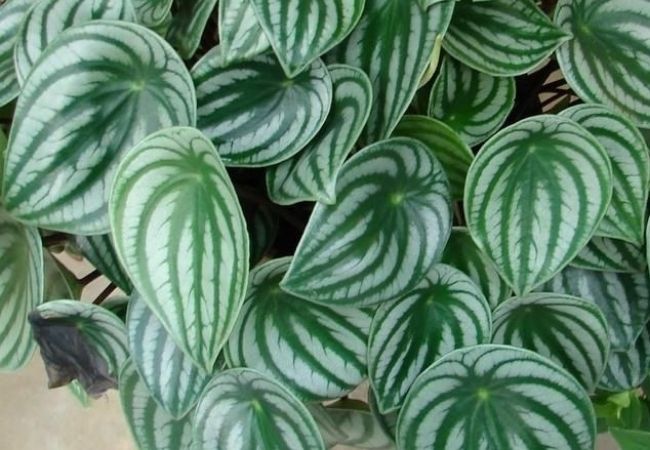 Peperômia melancia como regar