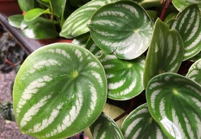 peperômia reprodução