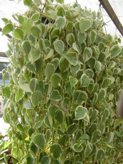 plantas pendentes peperômia