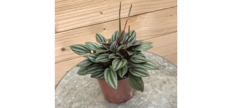 planta pequena peperômia como cuidar