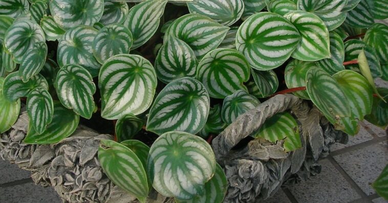 como cuidar e fazer mudas peperômia melancia