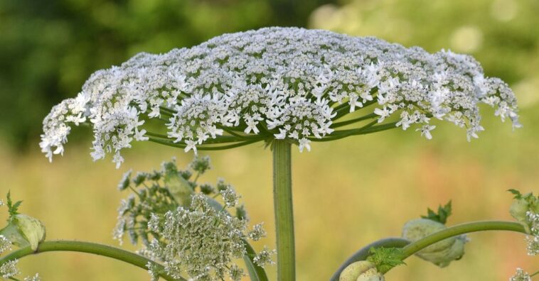 perigos da Heracleum mantegazzianum