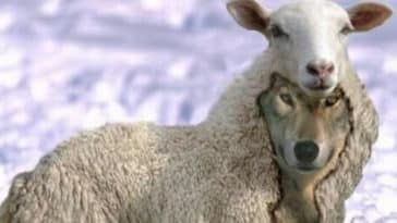 identificar pessoas aproveitadoras