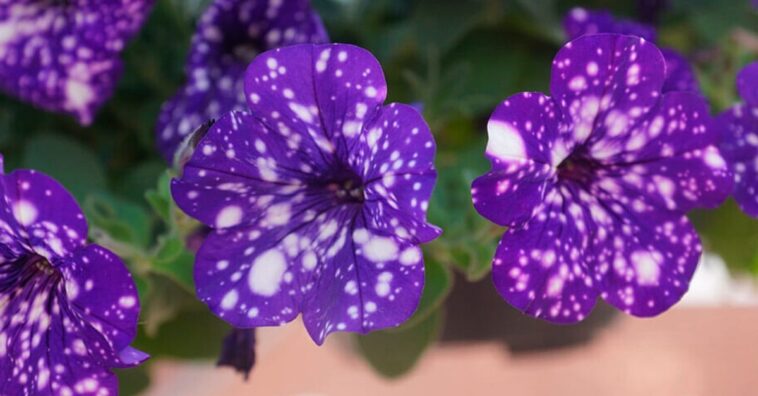 petúnia do céu noturno