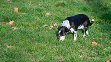 picada de animais peconhentos em caes e gatos