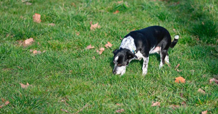 picada de animais peconhentos em caes e gatos