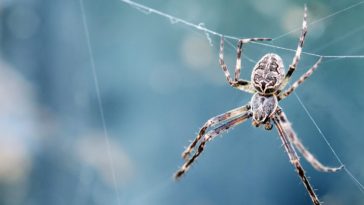 picada de aranha