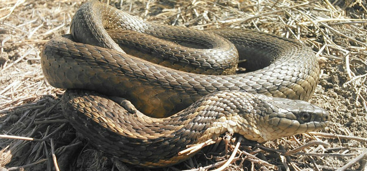 picado por cobra no quintal história