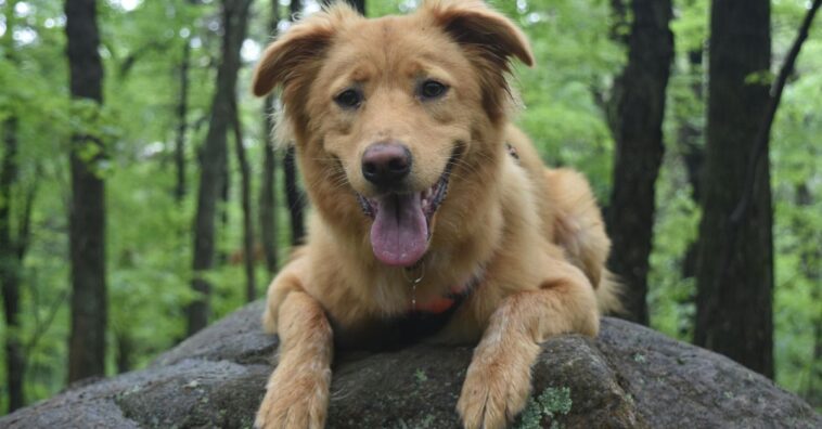 pílula que prolonga vida