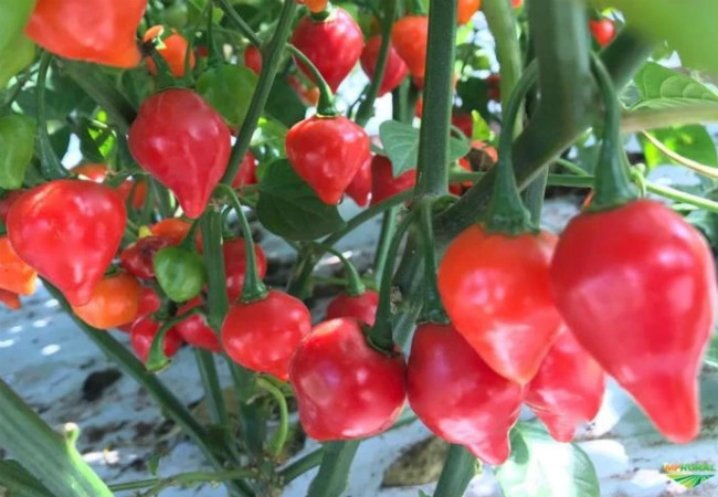 pimenta maria bonita planta