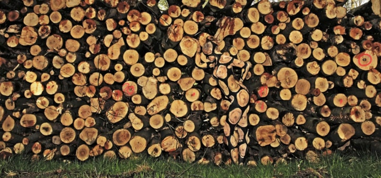 Camuflagem tronco de árvore