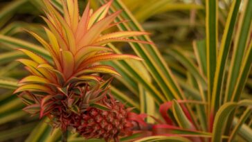 Abacaxi-ornamental como cuidar