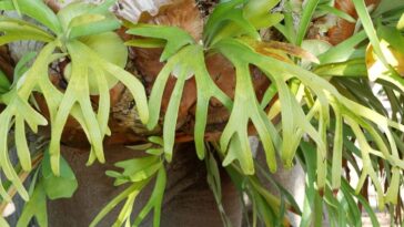 como cuidar de Chifre-de-veado