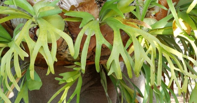 como cuidar de Chifre-de-veado