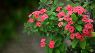 planta Coroa-de-cristo