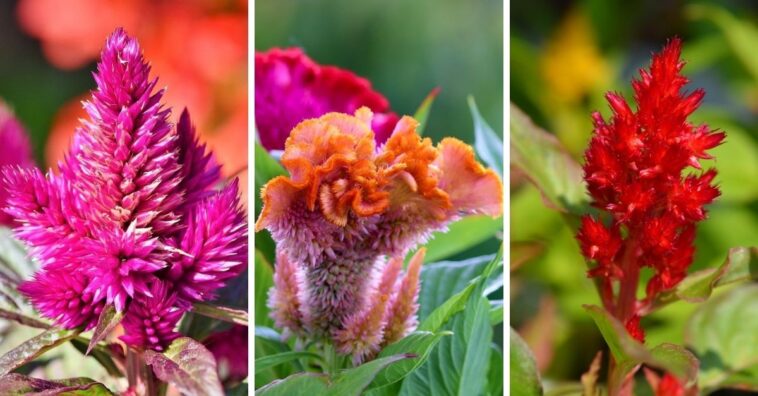 Crista-de-galo: como cuidar dessa planta com flor de pluma e veludo