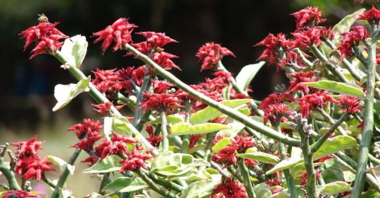 como cuidar de Pedilanthus