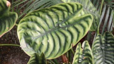 cuidados planta Pulmão-de-aço