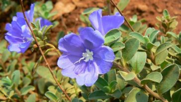 planta azulzinha