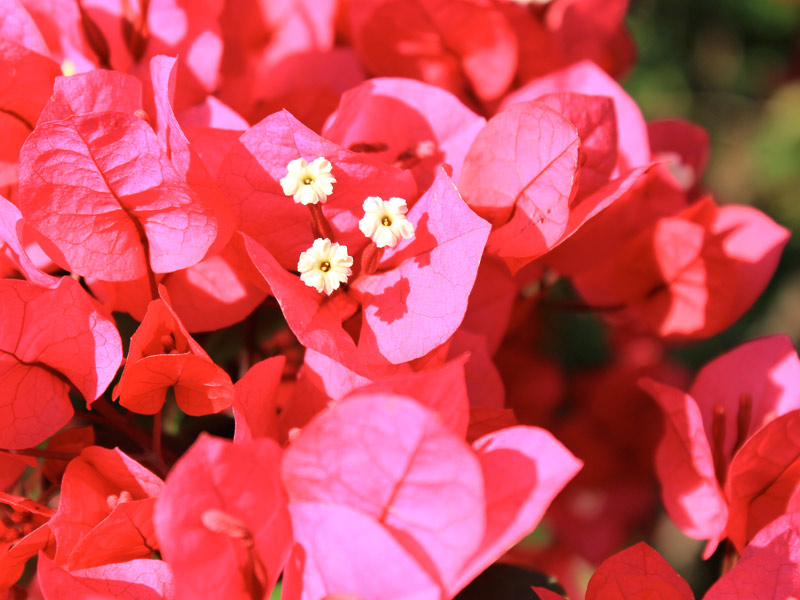 características da planta bougainvillea